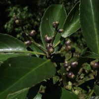 Symplocos acuminata (Blume) Miq.